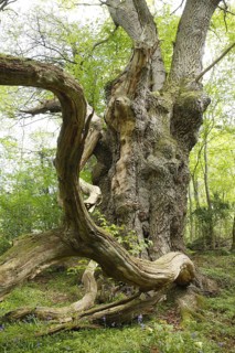 Sessile oak