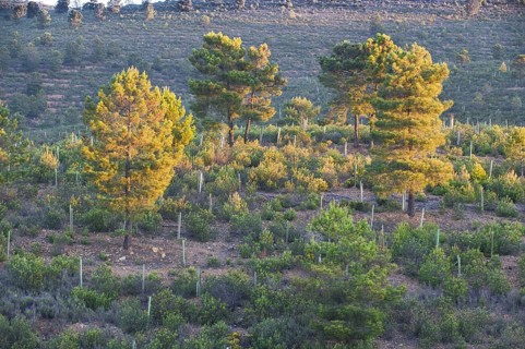 Hillside with Gum Cistus