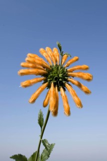 Flowering wild lion's tail