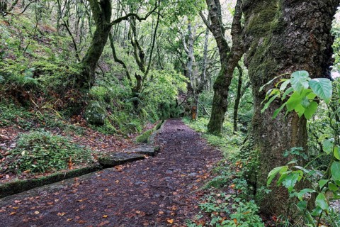 Levada trail