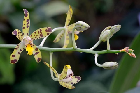 Flower of the West African african ansellia