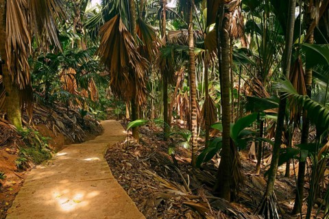 Trails and vegetation in Vallee de Mai National Park