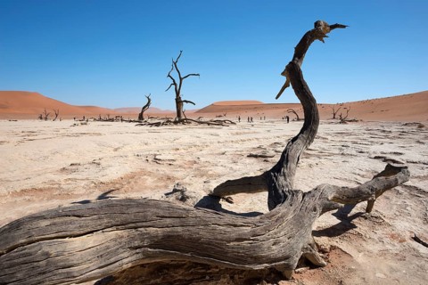 Dead camel thorn