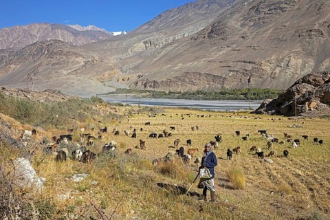 Old Tajik woman herding goats along the Pamir River