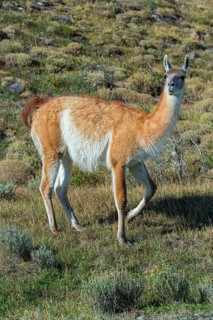 Guanaco