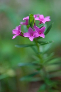 (Daphne cneorum)