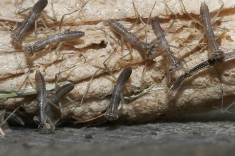 Praying mantis