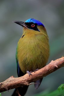 Blue Crowned Motmot