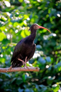 Northern Bald Ibis