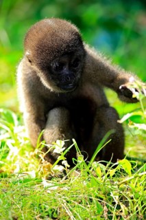 Grey woolly monkey