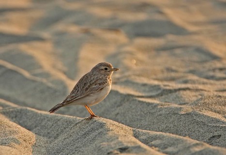 Sand Lark