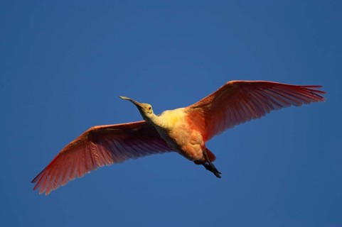 Roseate spoonbill