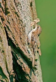 Eurasian treecreeper