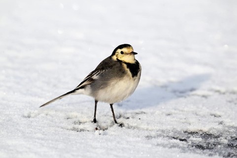 Pied Wagtail