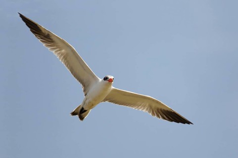 Caspian tern