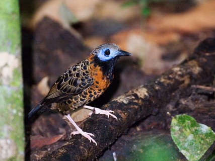 Ocellated Antbird