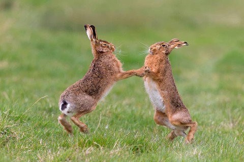 European Hare