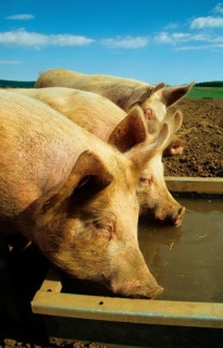 Pig farming