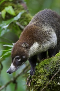 White-nosed Coati