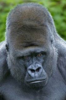 Western lowland gorilla