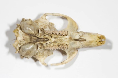 Eastern vole