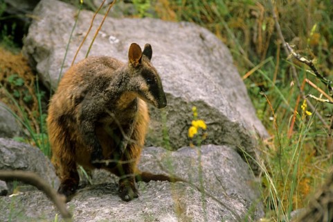 Brush-tailed Rock Kangaroo