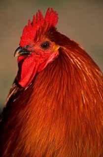 Domestic fowl