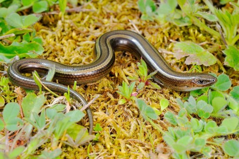 Three-toed skink