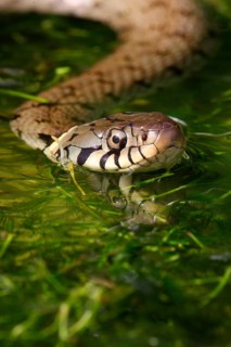 Grass Snake