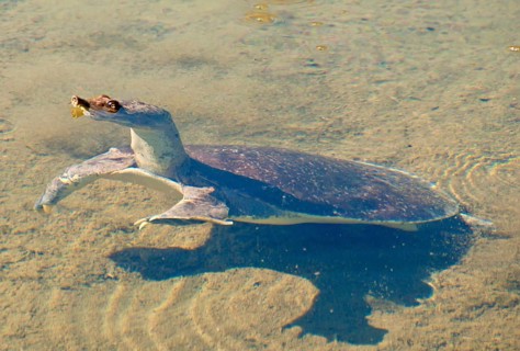 Spur-thighed soft-shelled turtle