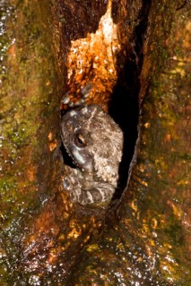 Arboreal frog