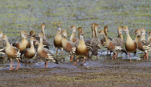 Plumed whistling duck