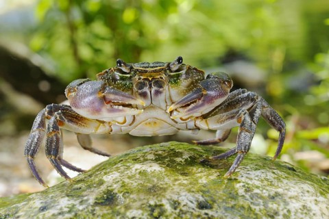 Freshwater crayfish