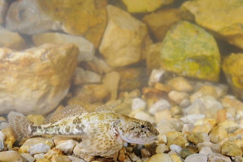 Bullhead