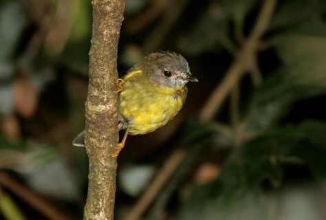 Pale-yellow Robin