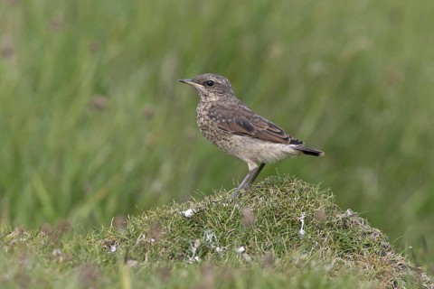 Northern northern wheatear