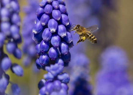 Honey bee