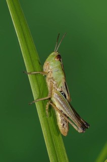 Meadow grasshopper