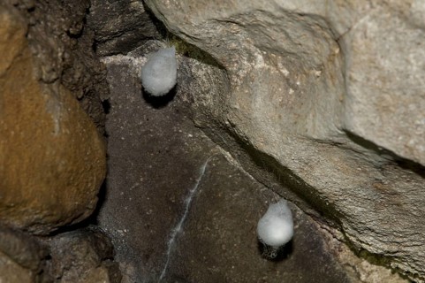 Cave wheel spider