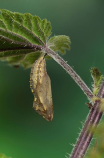 Pupa of the painted lady