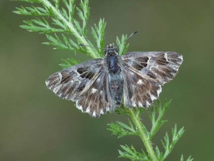 Tufted Marbled tufted skipper