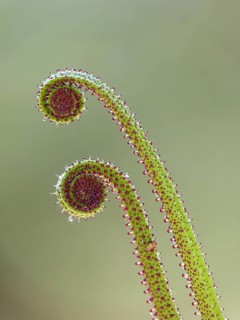 Portuguese sundew