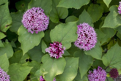 Rose Glorybower