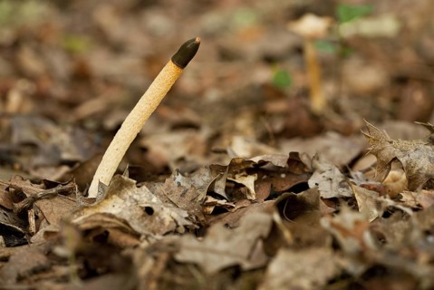 Dog Stinkhorn