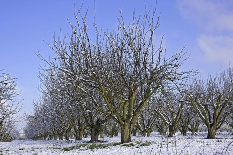 Cultivated apple trees