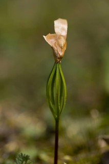Balkan pine