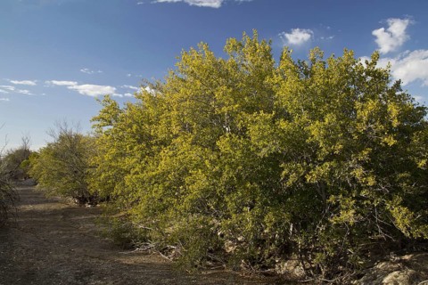Texas Persimmon