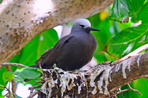 Lesser noddy