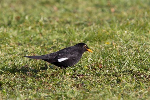 Blackbird