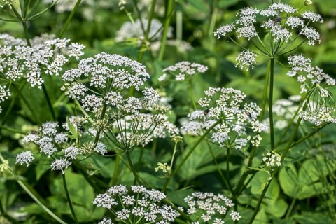 Goutweed